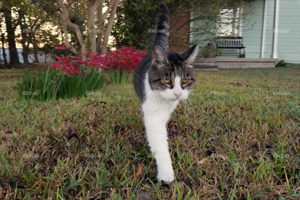 Our old cat Fina walking in the front yard