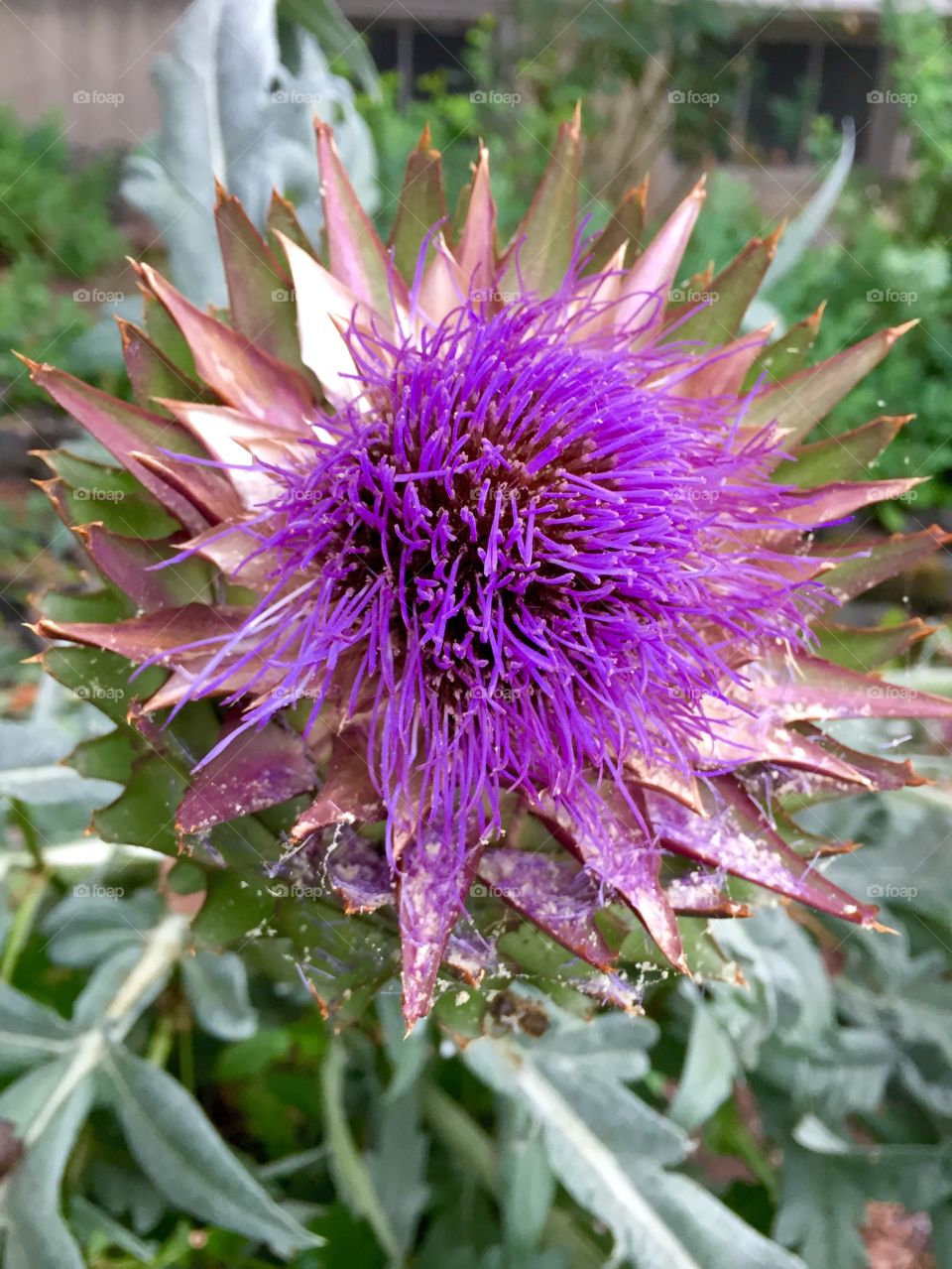 Artichoke Flower