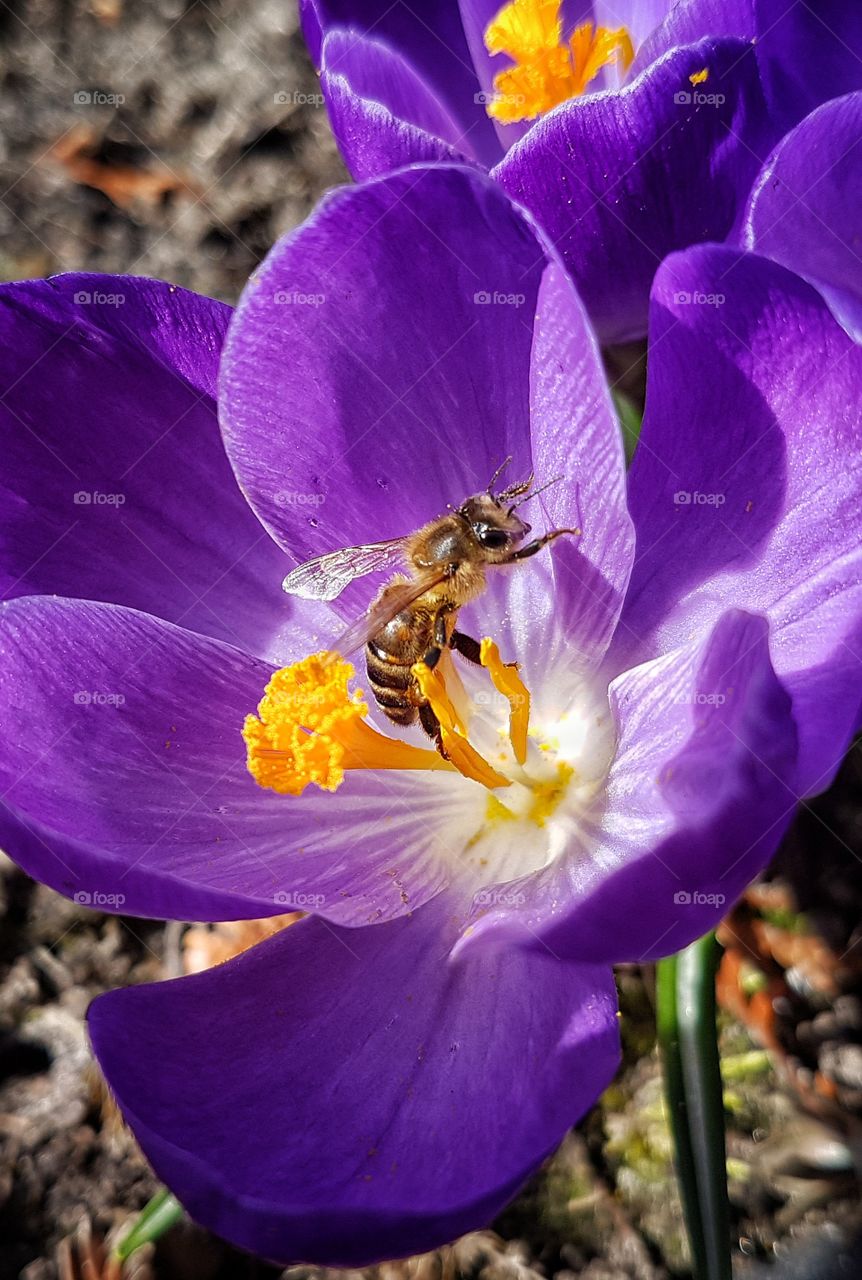 Bee on flower