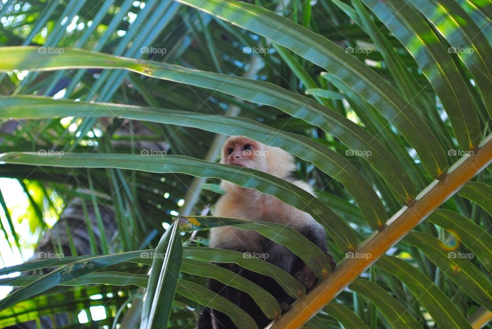 Capuchin Monkey