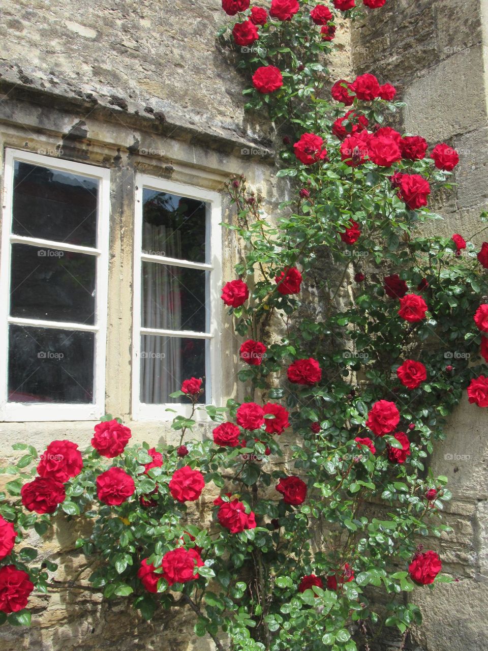 Red roses growing along side the window of the house with its glossy green leaves