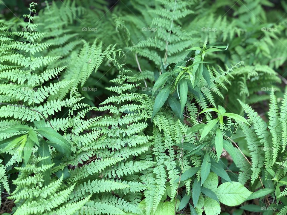 Nature, green ferns forest floor