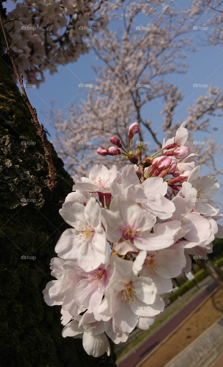 Sakura season... Cherry blossom in jao