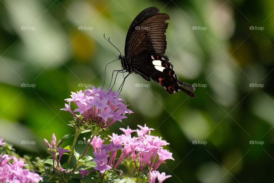 black butterfly