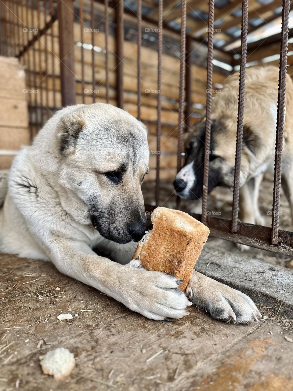 Puppy of the Central Asian Shepherd Dog with a loaf of bread