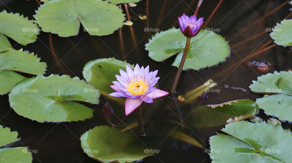 Lotus Flower - Dambulla - Sri Lanka