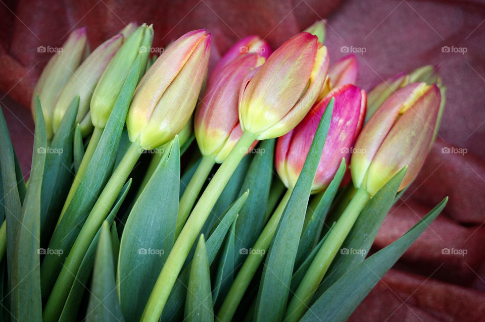 Tulips