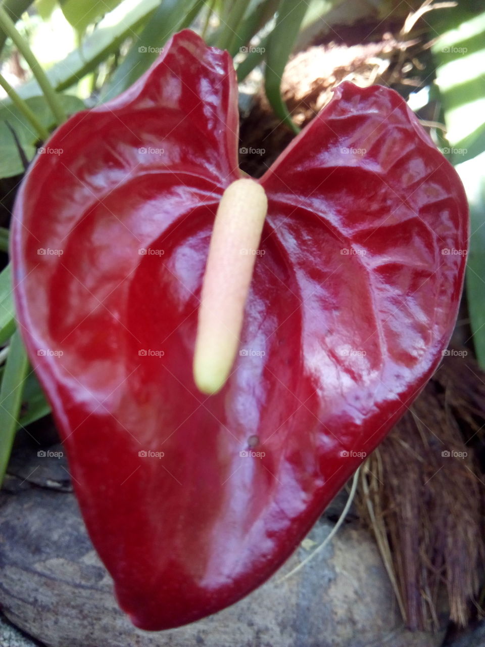 Anthurium