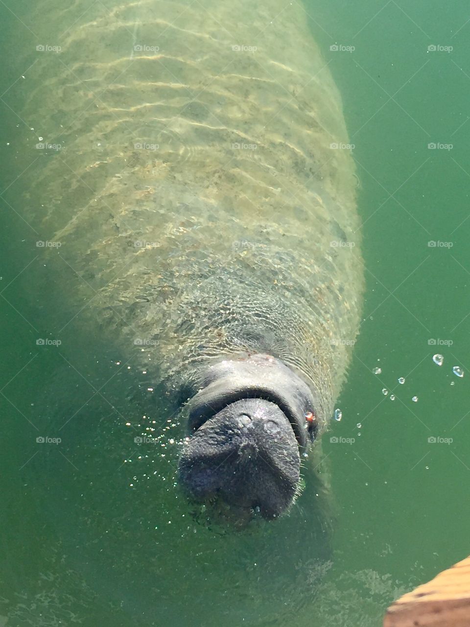 Manatee 