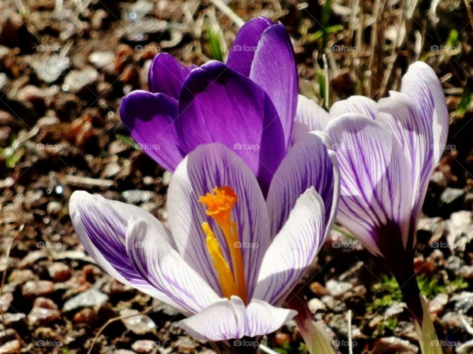 Crocus Close-up