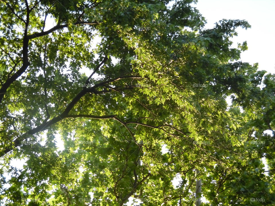 sun shining on the leaves.