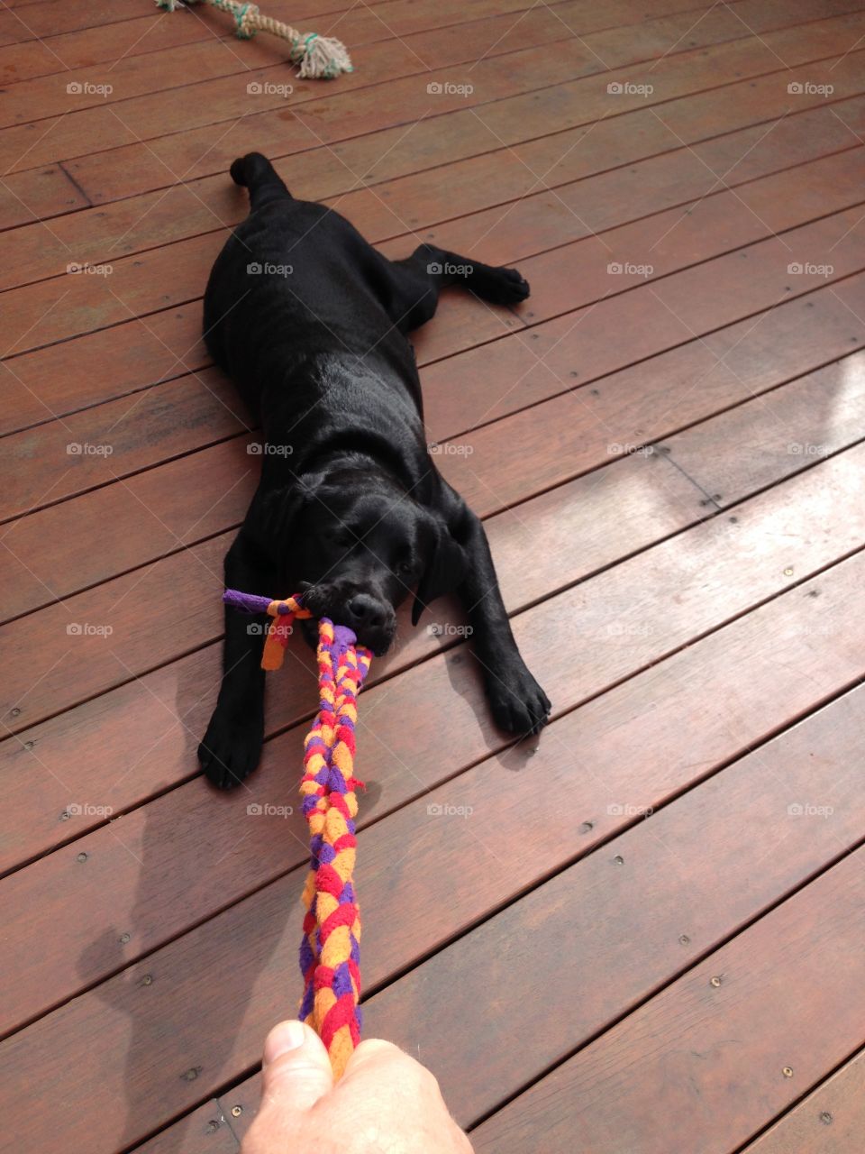 Pup playing tug on the deck.