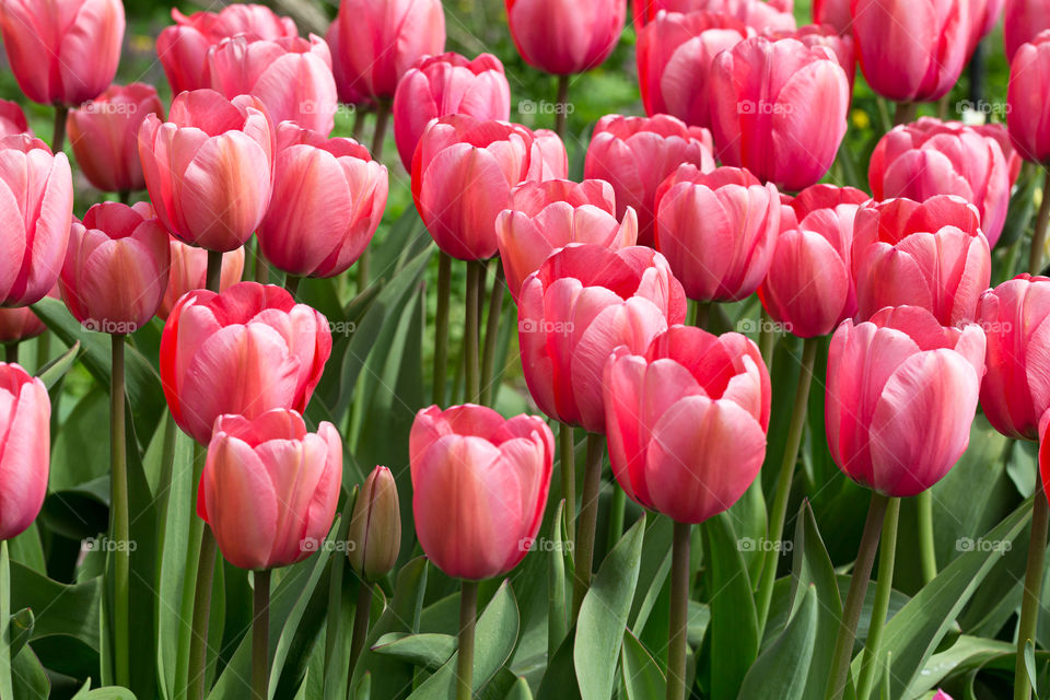 Beautiful pink blooming tulip flowers in flowerbeds at spring 