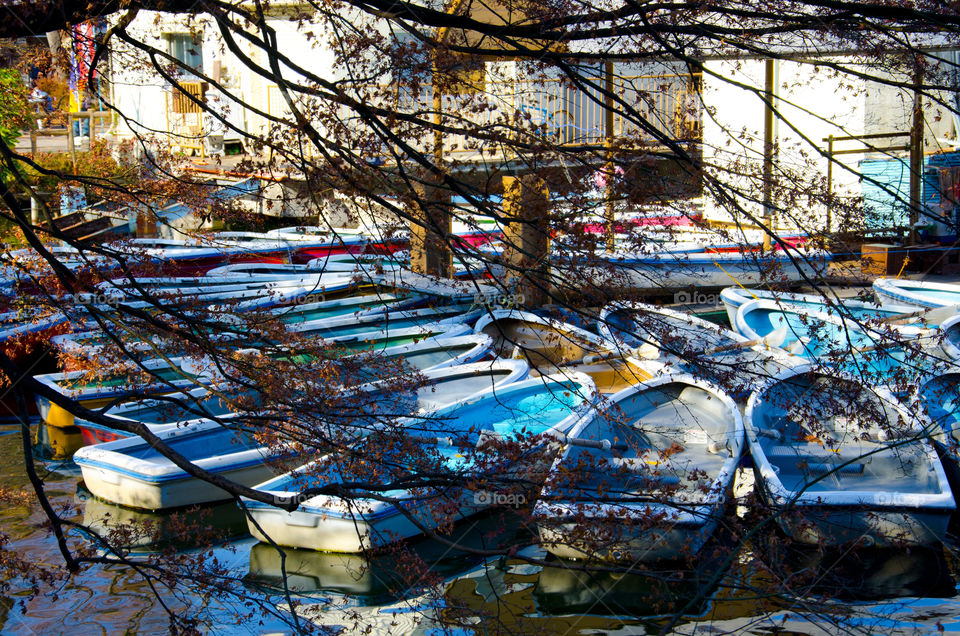 blue tree boats trees by hugo