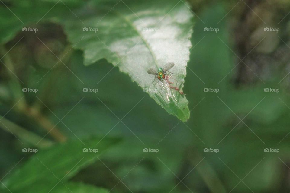 Little green fly on a leaf