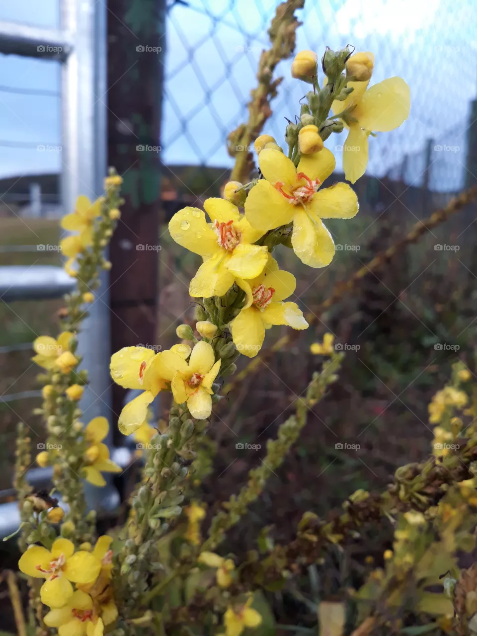 Natur