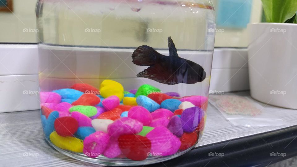 collection of water in a mini aquarium with colourful stone and a fish