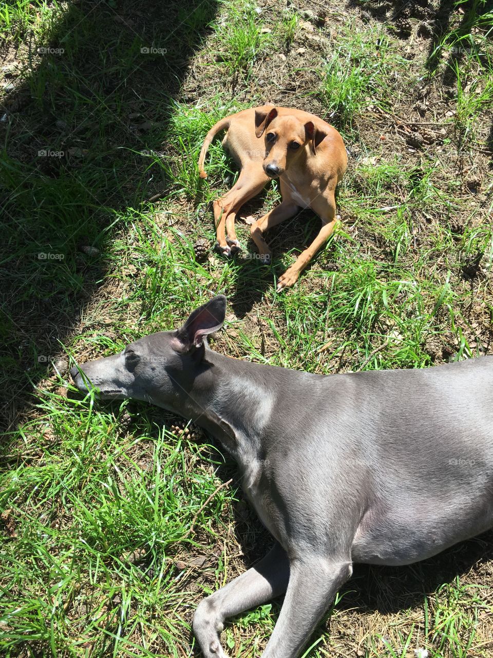 Libby the whippet laying on the lawn sunbathing next to Amber the Italian greyhound puppy looking at the camera in the summer