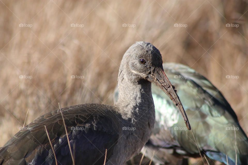 Hadeda-Ibis