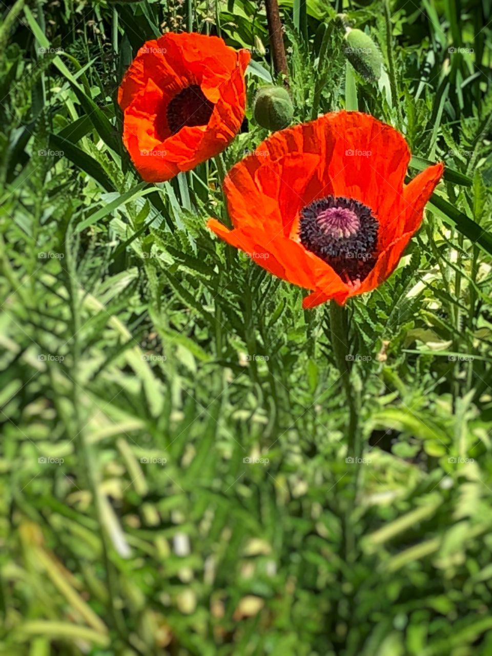 Red Poppies in bloom