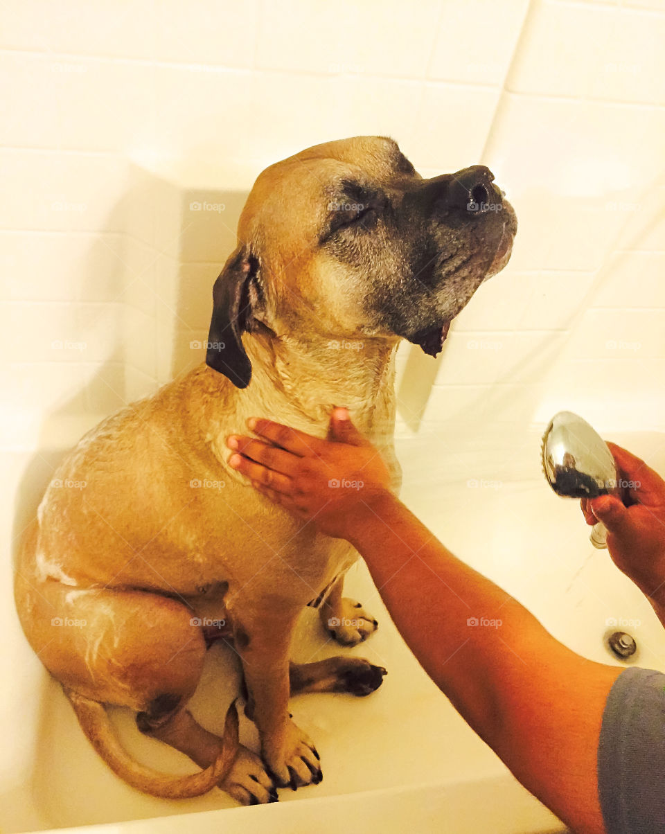 Giving the dog a bath