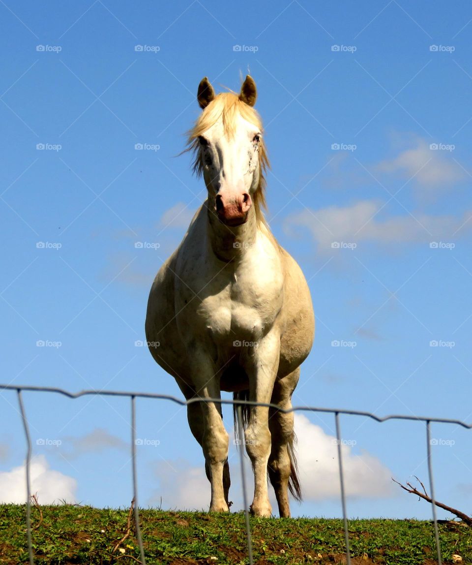 Low angle view of horse at farm