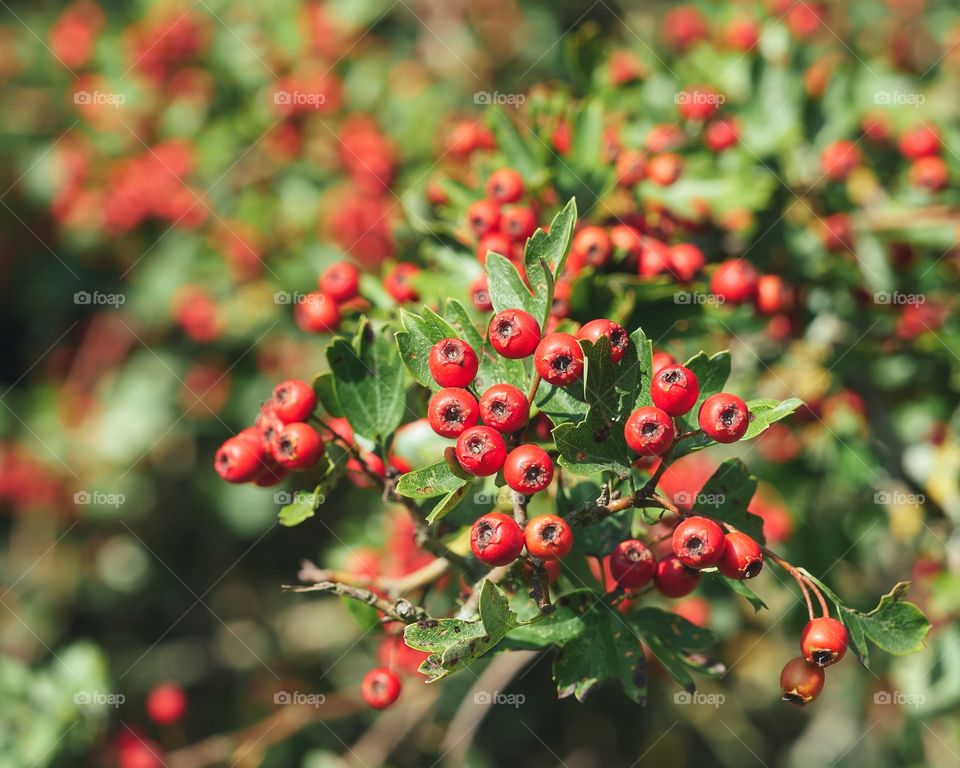 Hawthorn berries