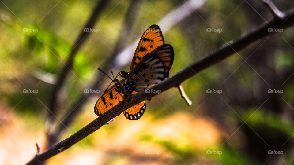 orange colour story 