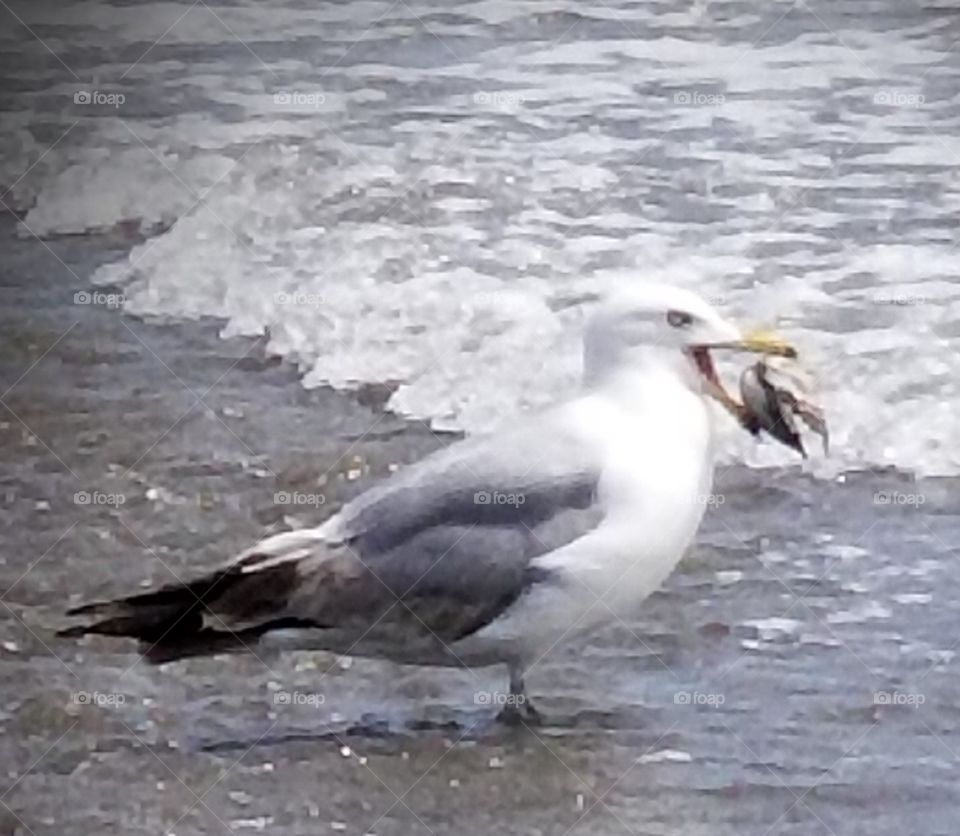 seagull with clam shell