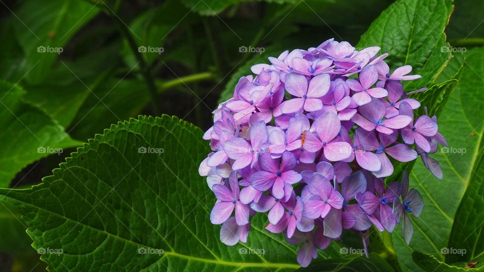 purple flower