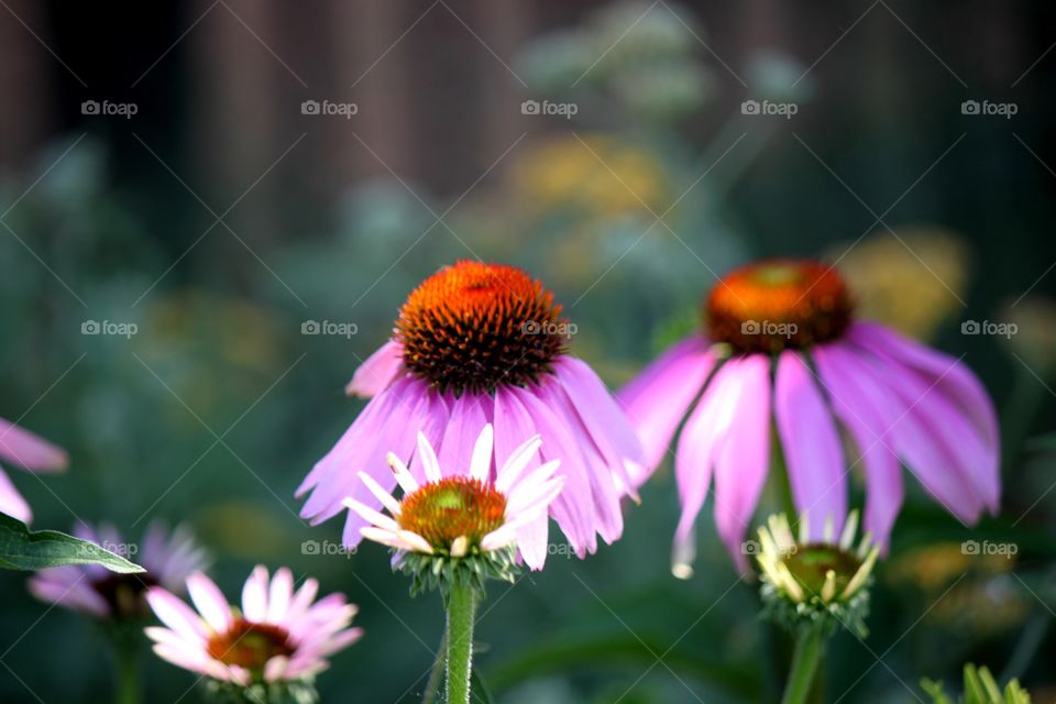 Close-up purple coneflowers