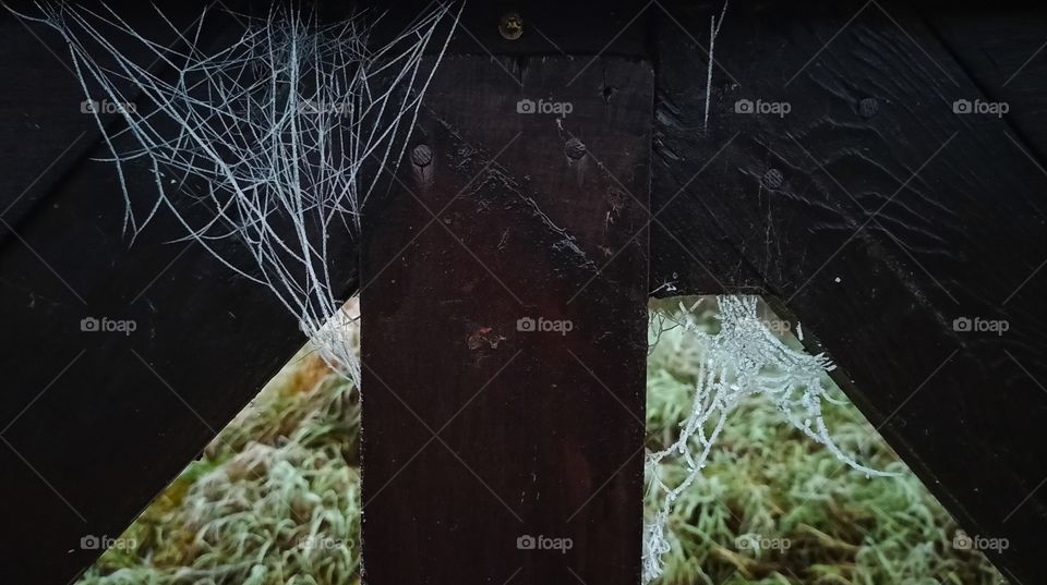 Frozen spider webs