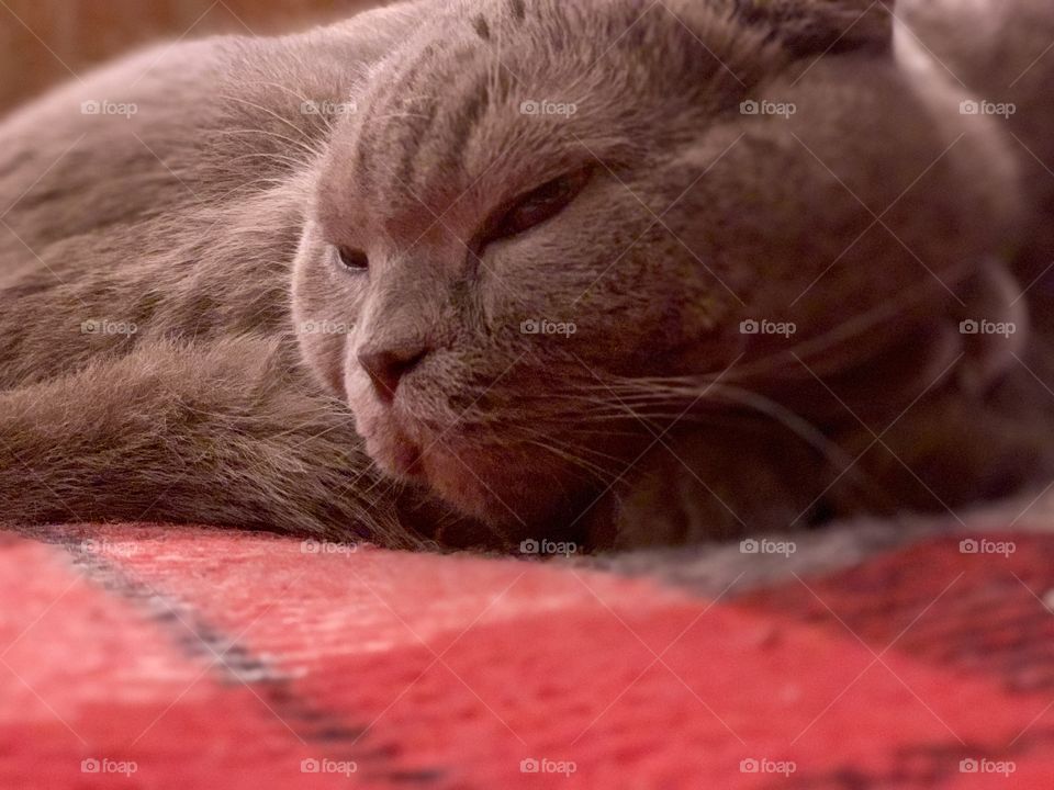 fluffy gray cat napping