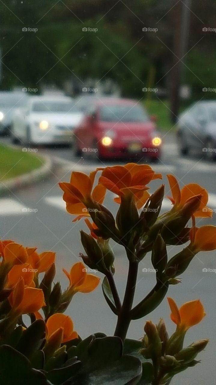 Focus on flowers . At lunch my sister wanted a picture of the car, I thought the flowers looked better