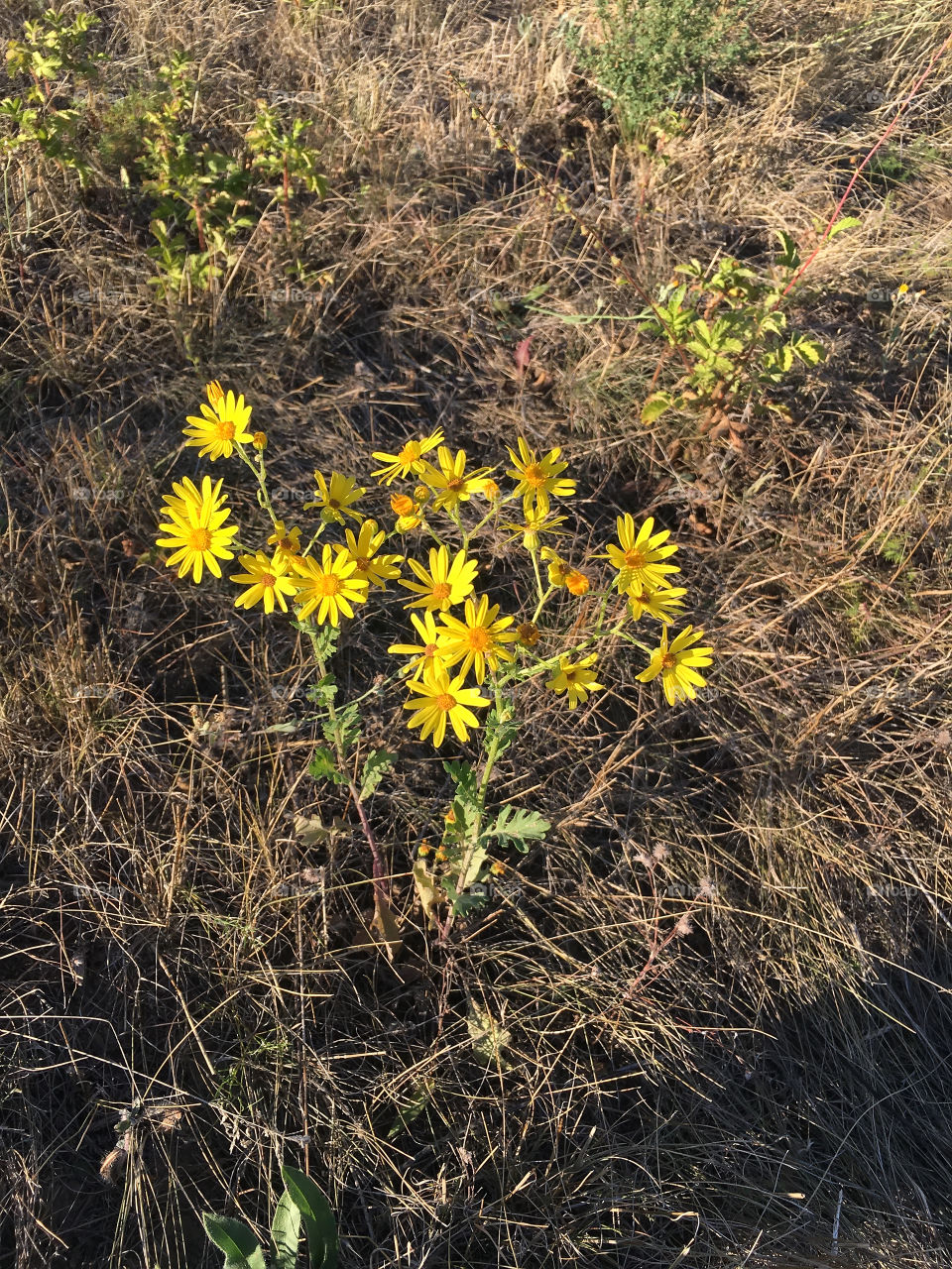 Beautiful autumn flowers 