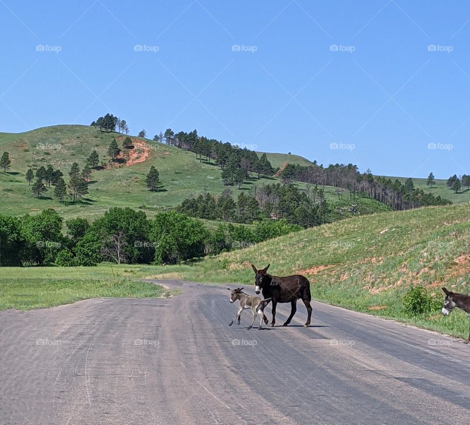 momma donkey with baby donkey crossing the street in the park