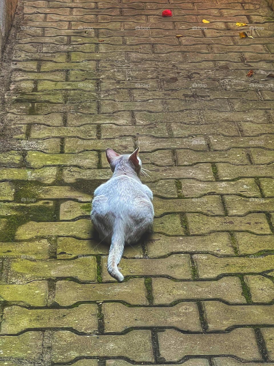 Cat in alley facing away sulking