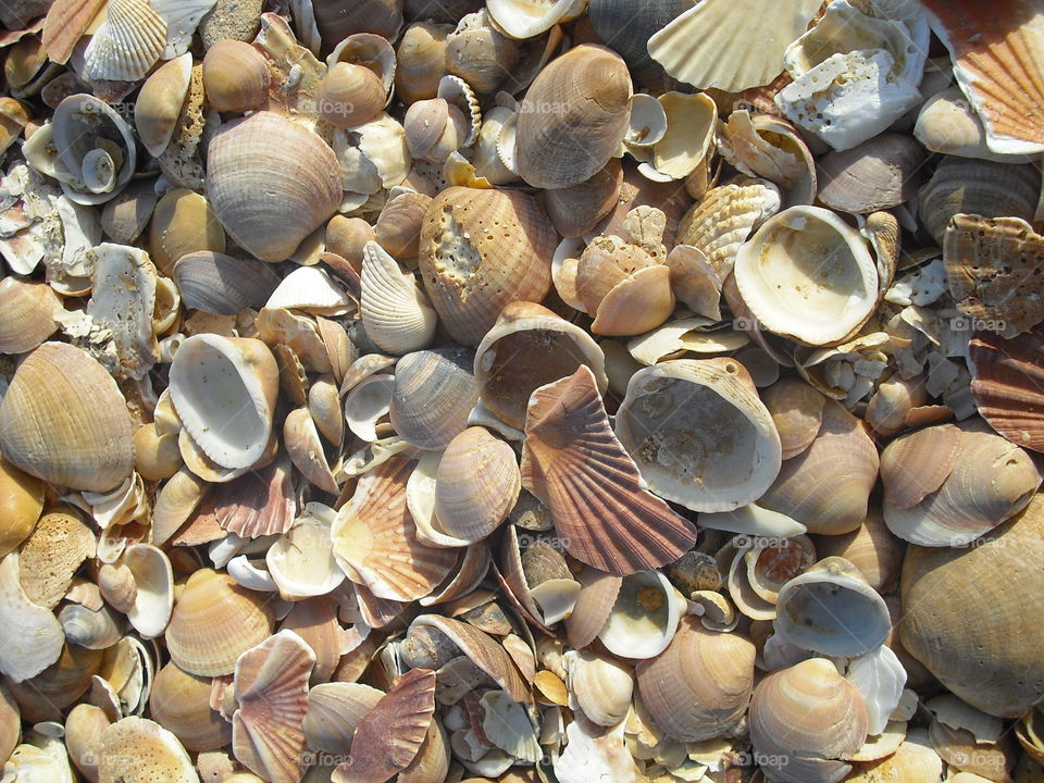 sea shell