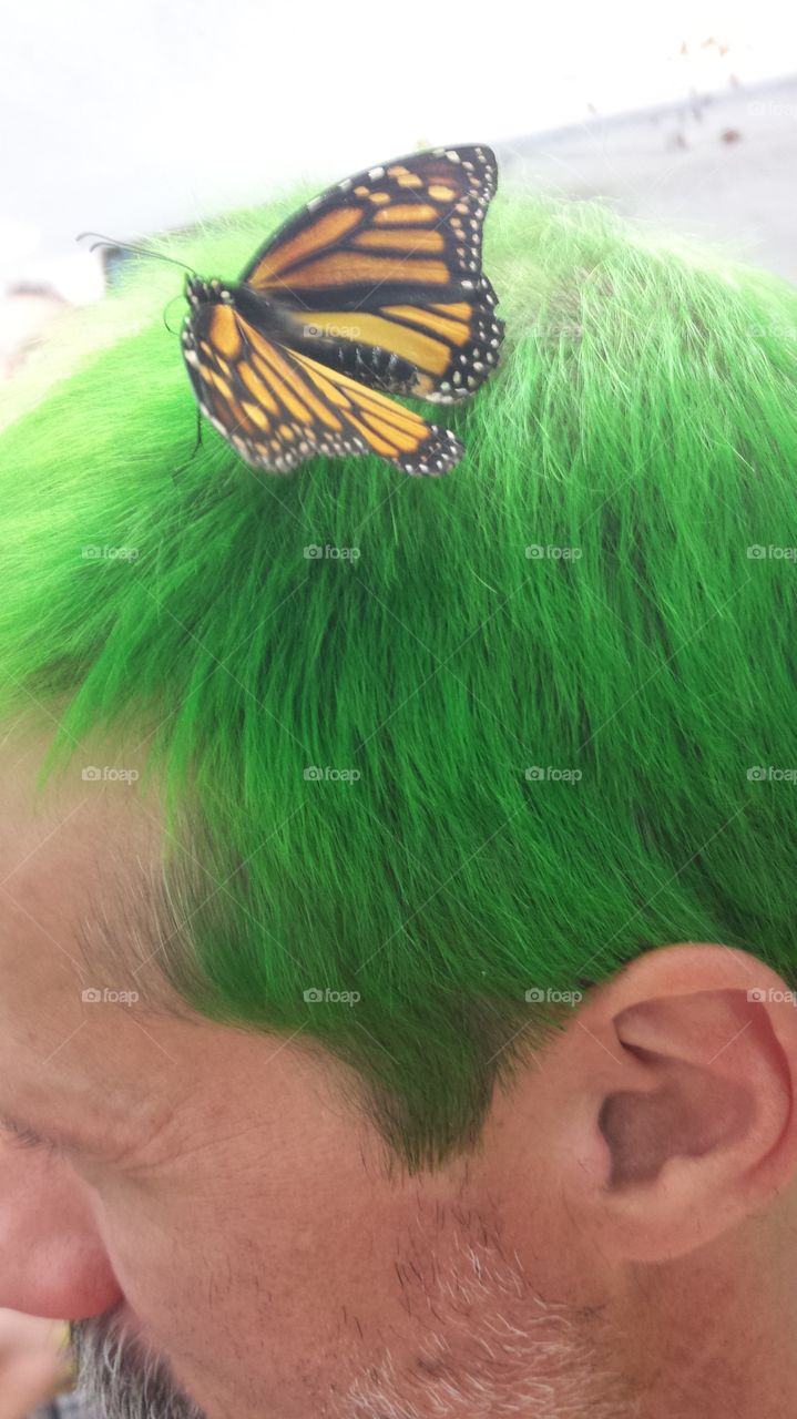visitor. butterfly on my husband's head at the nys fair