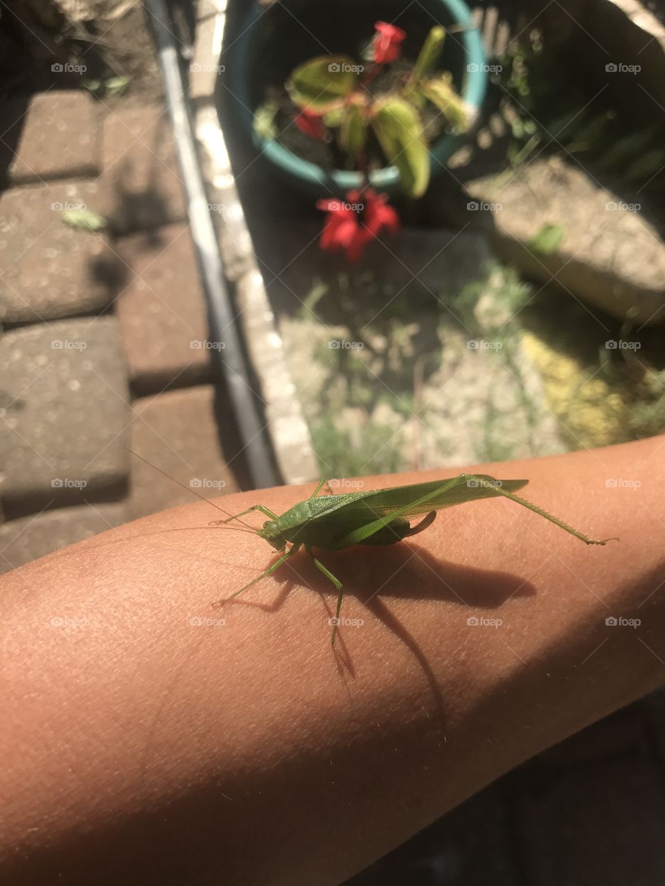 3legged grasshopper hanging out on the arm of his new friend 