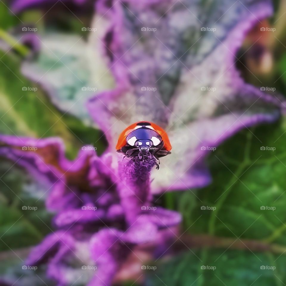 Ladybug