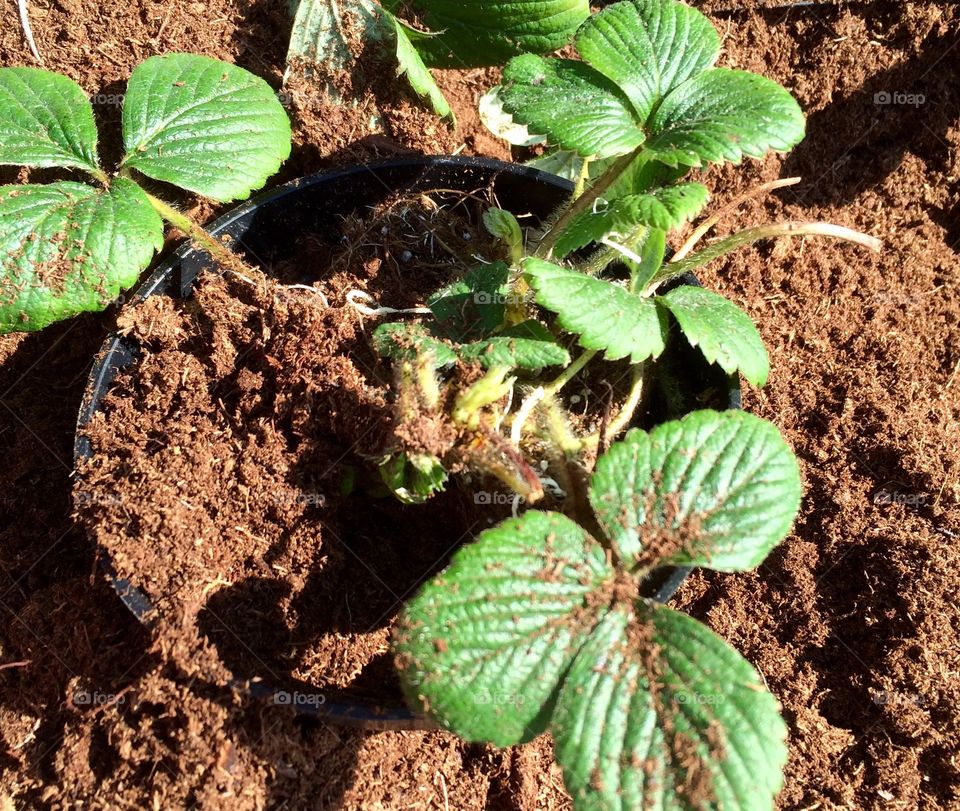 Strawberry Plant 