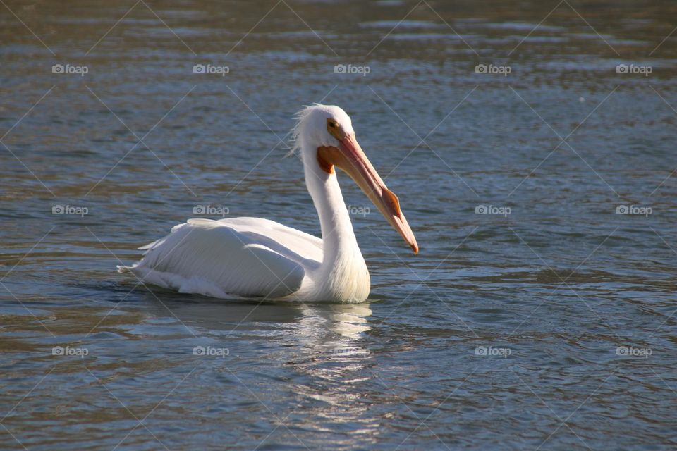 White Pelican in the Water