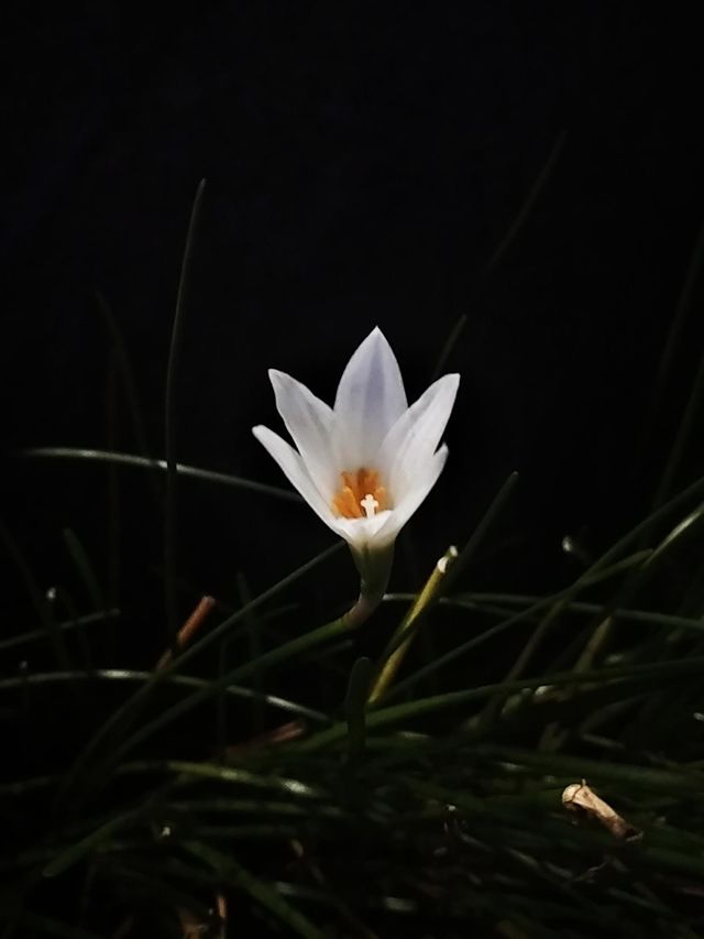 White flower