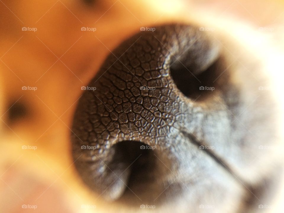 Macro shot of dog nose