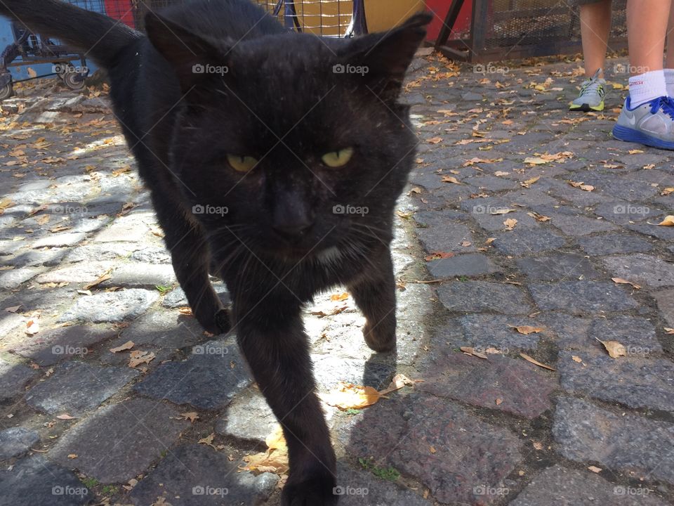 Black cat. It lives at Caminito -Buenos Aires