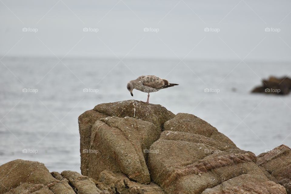 Seabird perched on a rock, Pacific ocean in background.