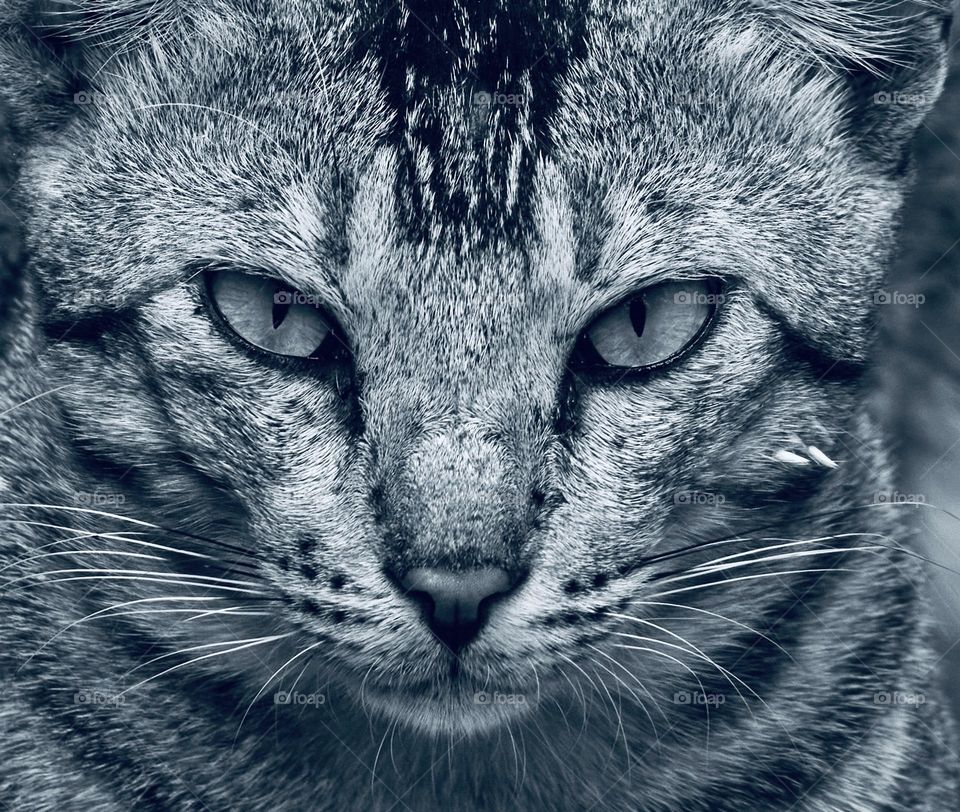 Animal photography - Cat - Closeup 