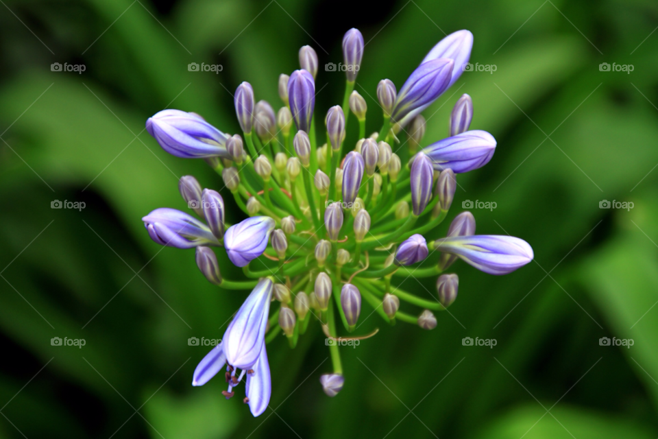 blue flowers agapanthus flower cluster blue agapanthus by gbp