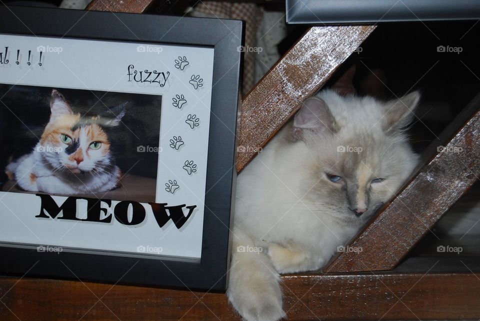 Cat posing with cat picture